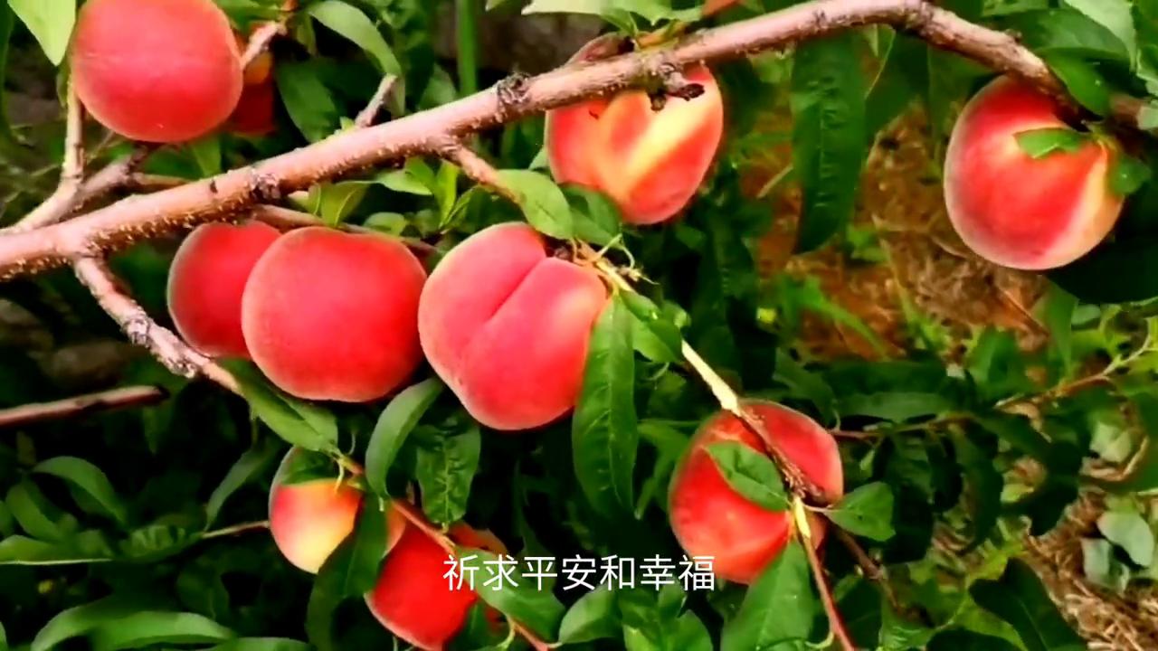 平安仙桃最新动态及观点论述